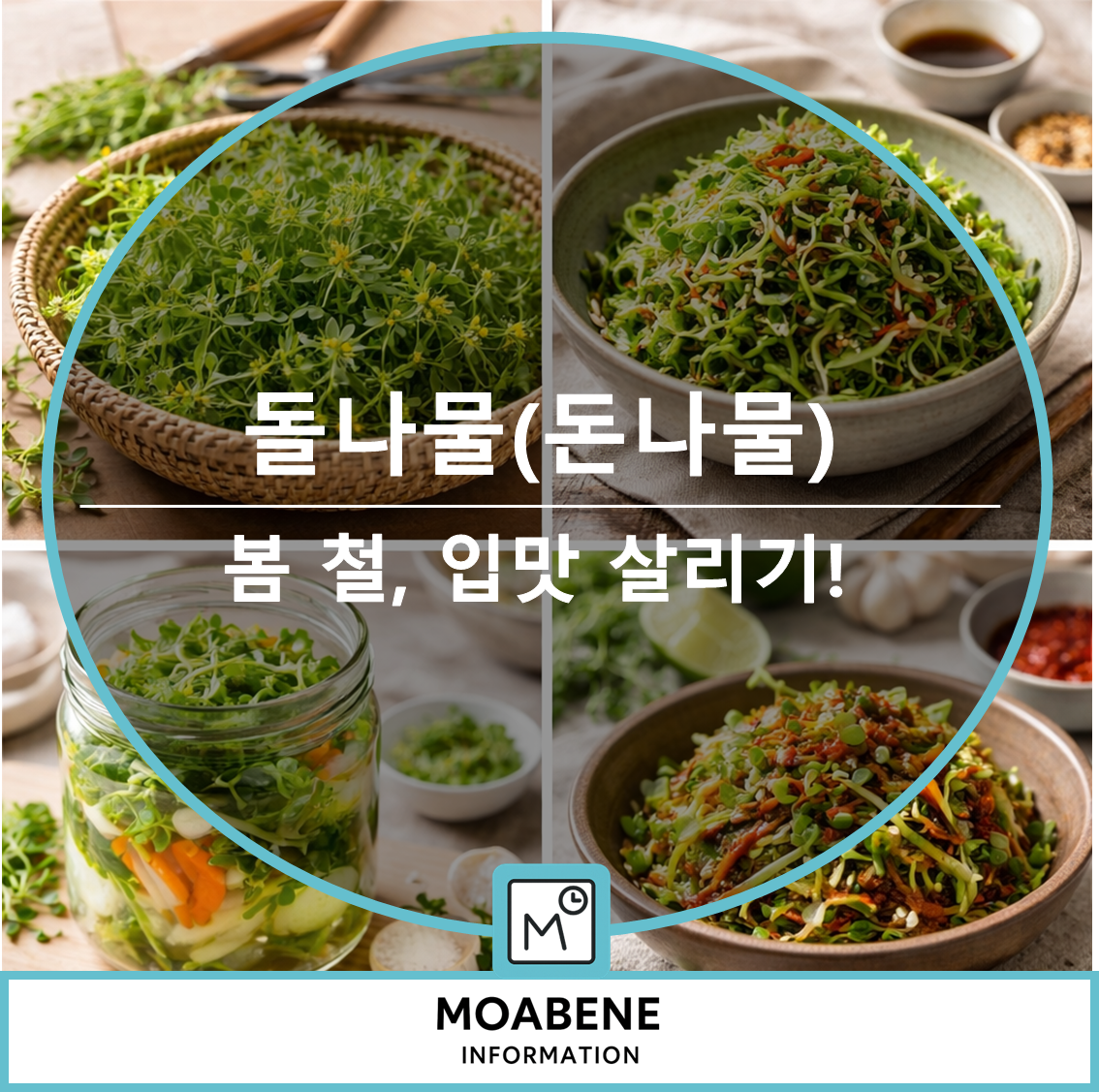 돌나물(돈나물) 제대로 알아두기: 봄철 입맛 살리는 손질법부터 활용법까지