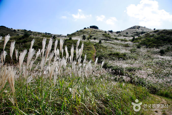 가을 여행지 제주도 은빛 물결 억새 추천 장소