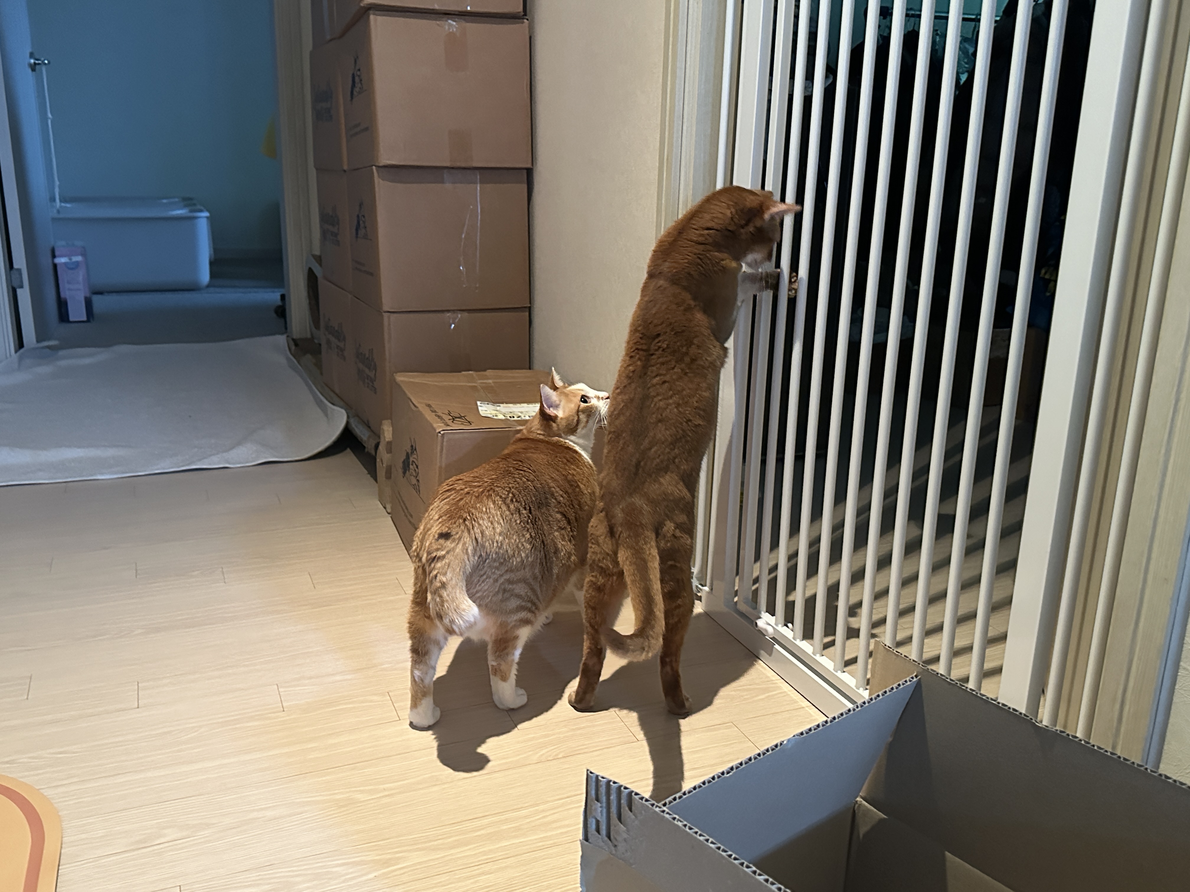 일어서있는_루나와_그런_루나를_보고_있는_호야