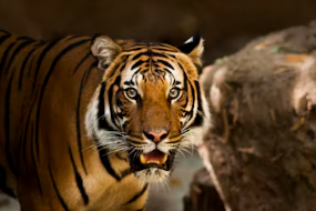 12간지 동물순서 시간 12간지 나이 뜻