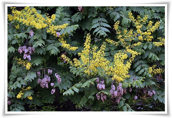 화초 "모감주나무" 황금빛 비를 내리는 신비로운, 꽃보다 열매가 예쁜 나무!