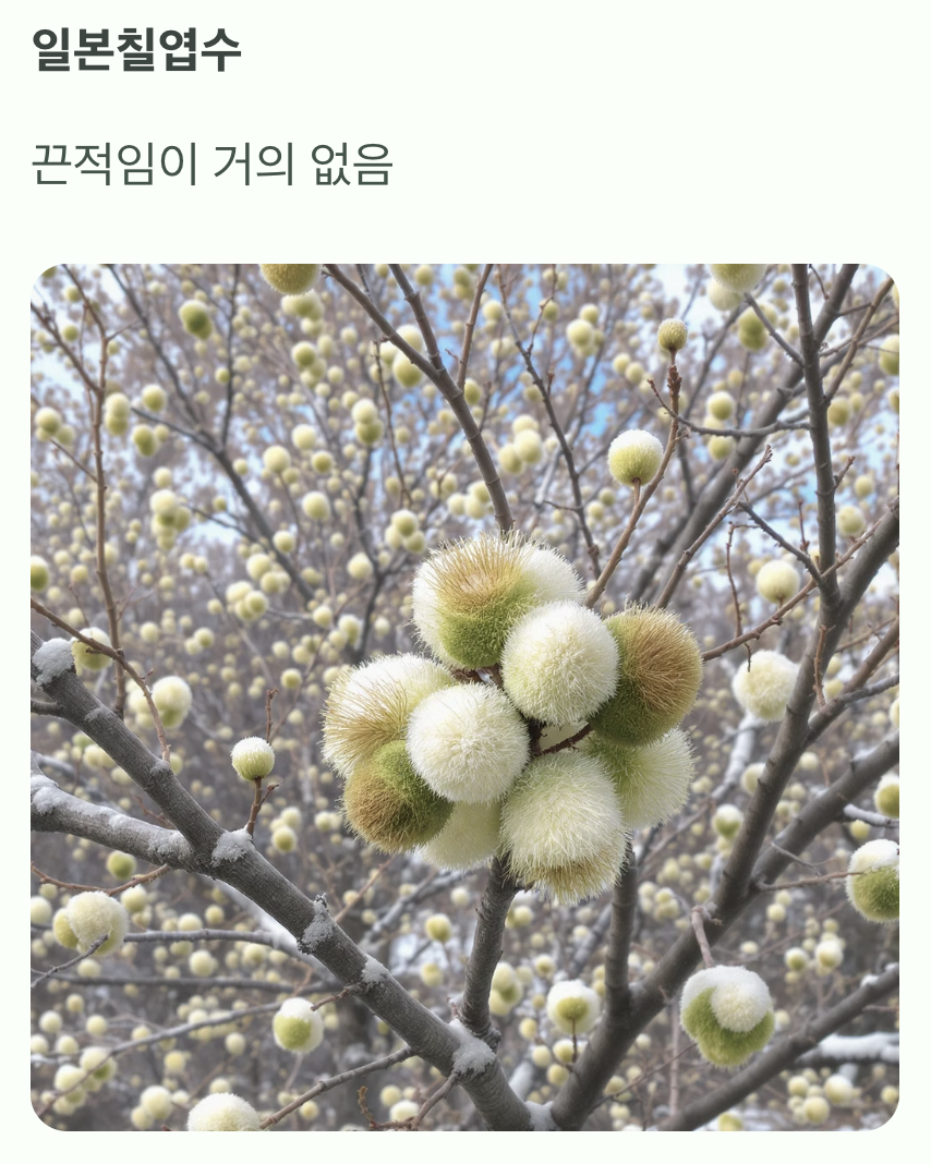 네 번째, 겨울눈의 끈적임 차이