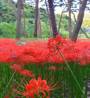 대천 가볼만한곳 베스트10