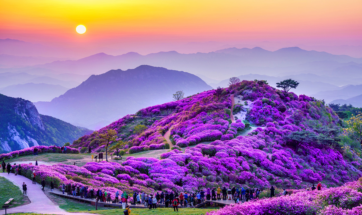 황매산 철쭉 개화