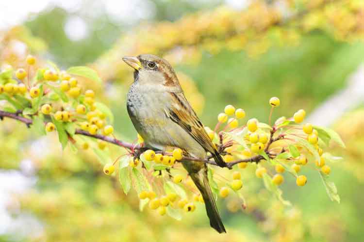 나뭇가지위-참새