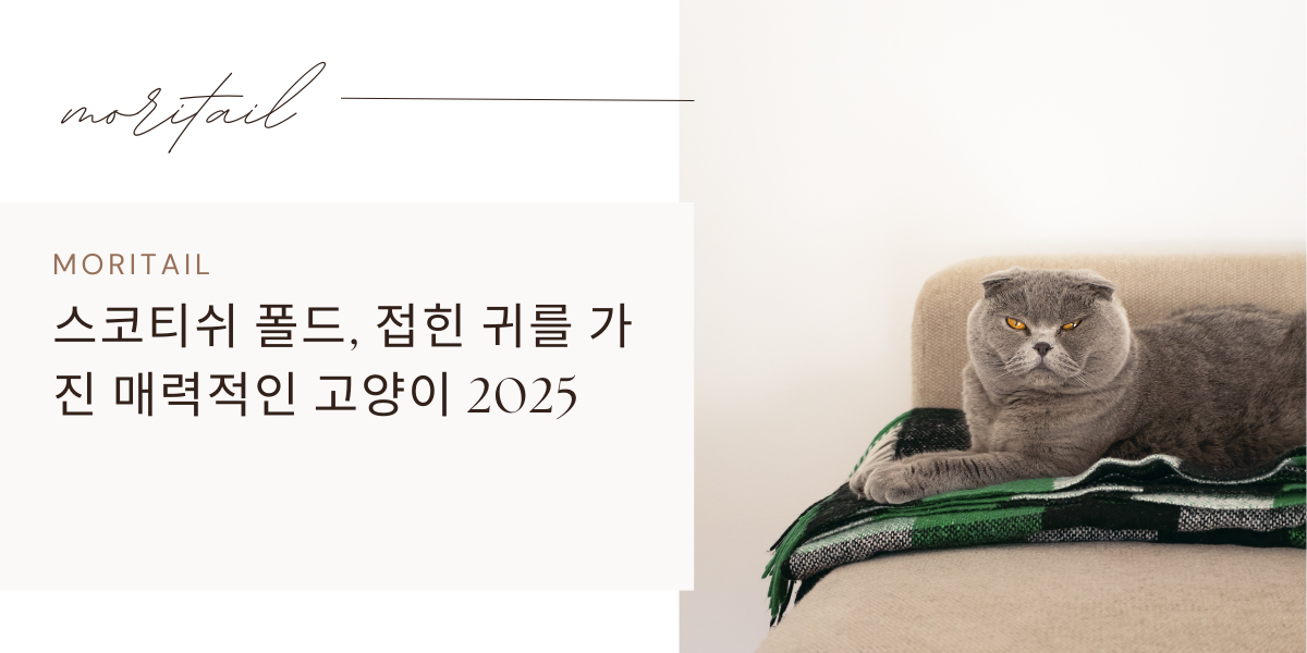 스코티쉬 폴드, 접힌 귀를 가진 매력적인 고양이 2025