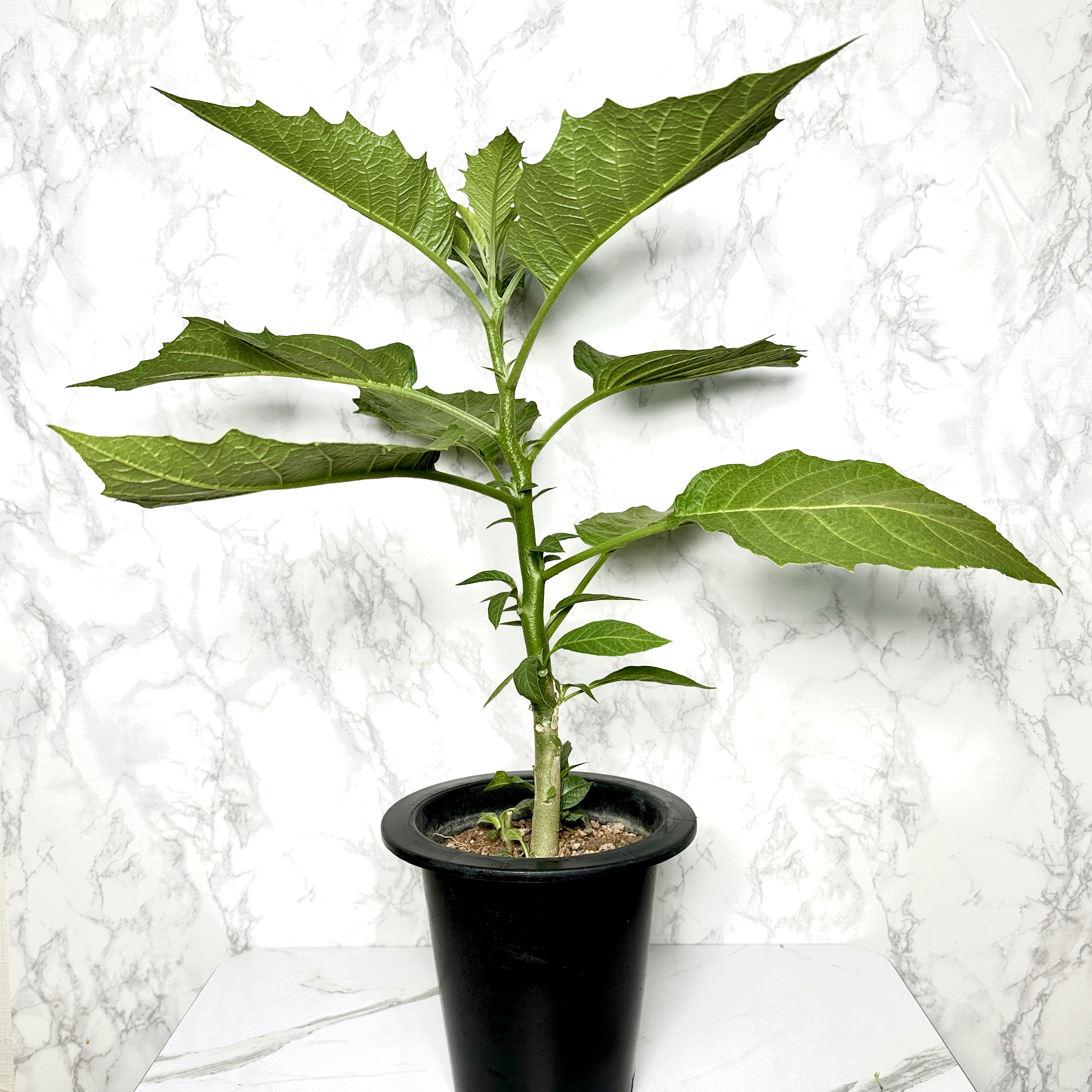 천사의나팔 키우기 꽃 꽃말 키우는방법