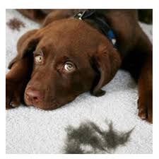 강아지가 한곳을 바라보는 모습