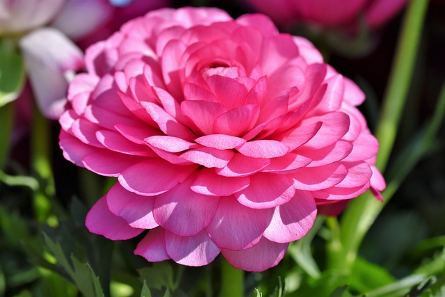 라넌큘러스의 꽃잎 구조, 물올림 관리법, 드라이 플라워 활용