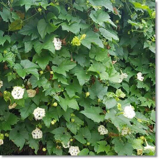 하늘타리 효능 및 활성 성분 먹는 법과 주의점