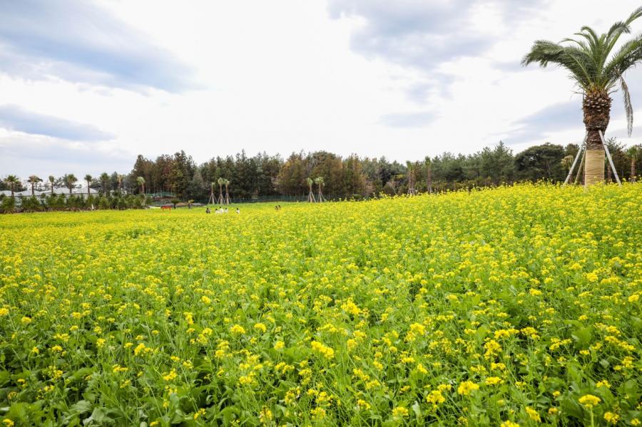 휴애리 유채꽃 축제