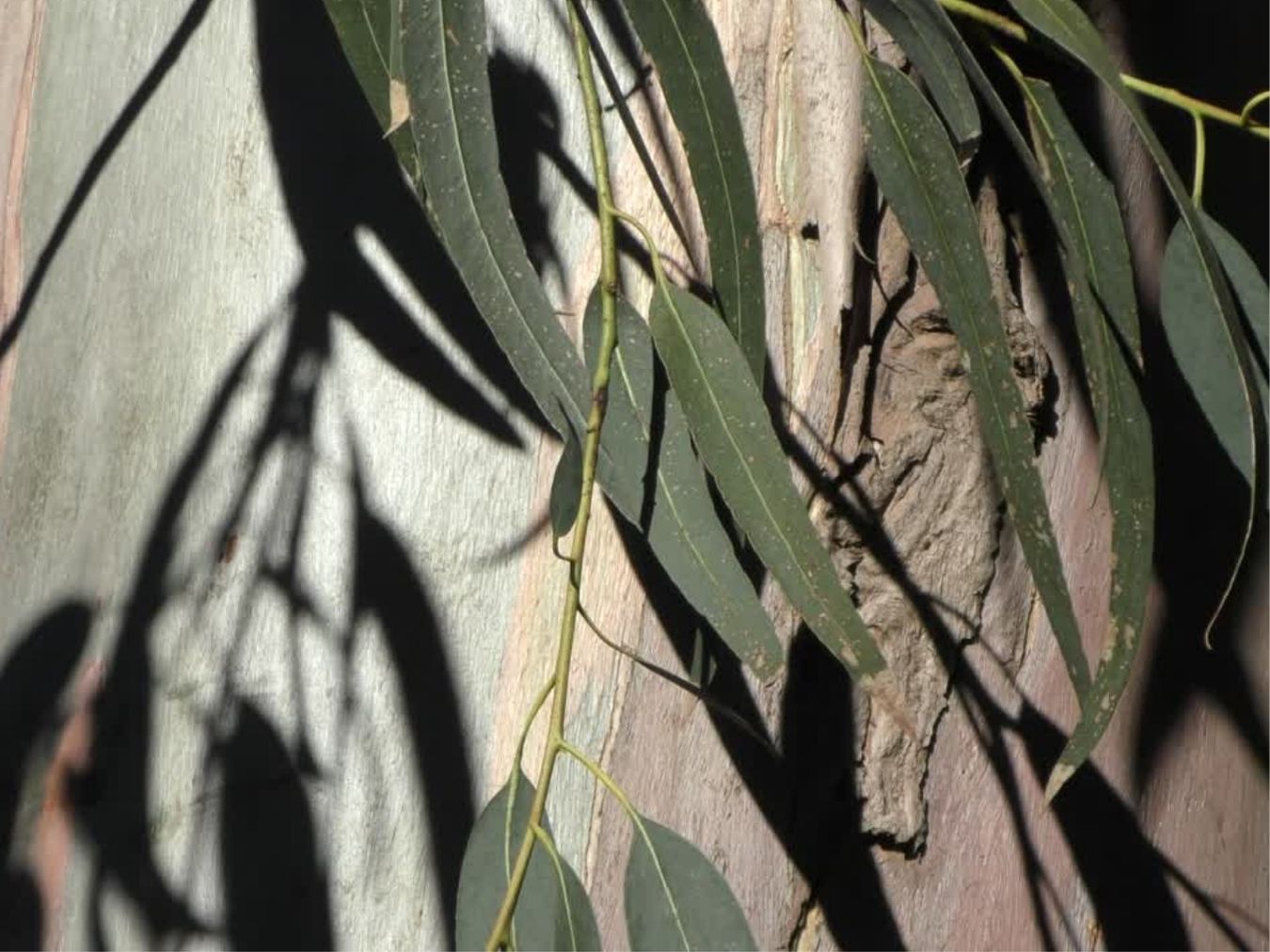 레몬 유칼립투스