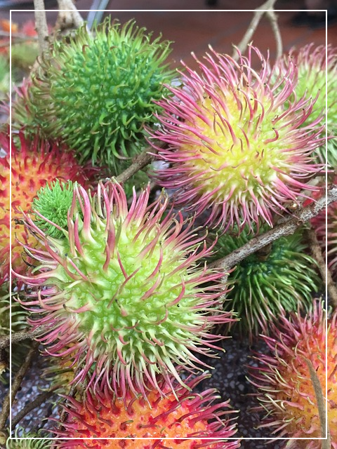 열대과일 람부탄이란?