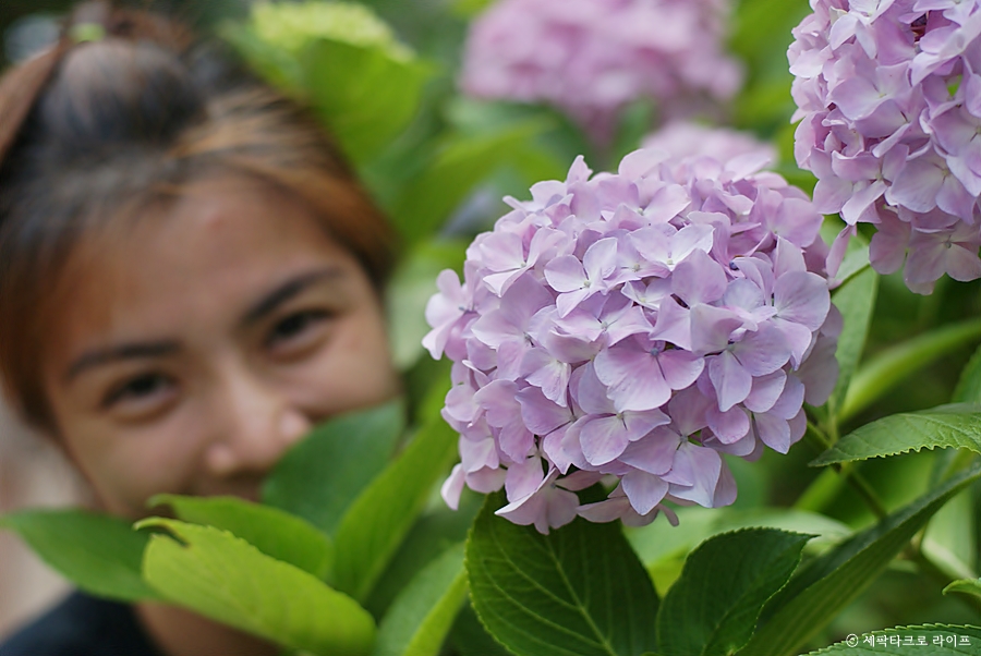 태종대수국사진