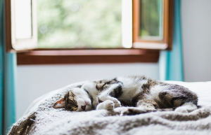 축 늘어져 자고 있는 고양이