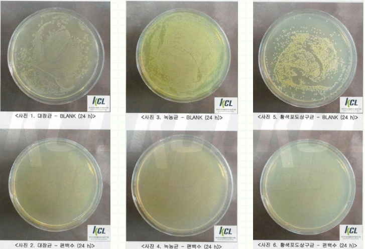 편백수 인증 결과 이미지
