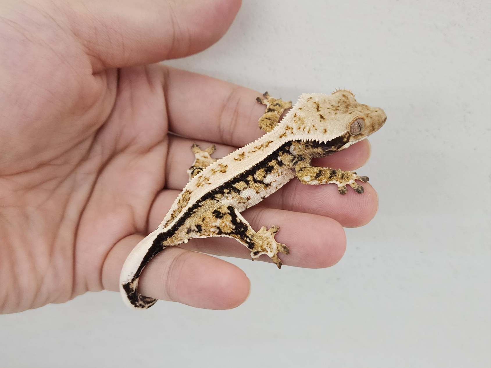 크레스티드게코-핀트라이-말랑이-사진