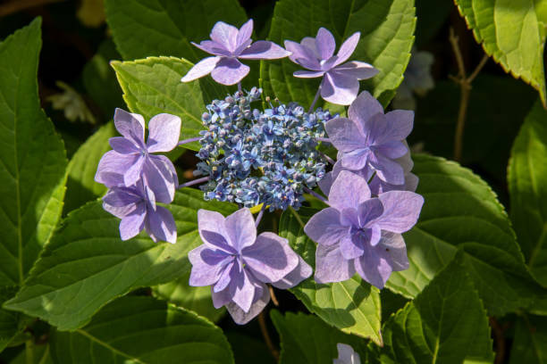 수국 꽃말과 개화시기 및 수국 종류를 아시나요? 수국은 다채로운 꽃과 아름다운 모습으로 인기를 끄는 식물이다. 풍성한 꽃다발과 다양한 색상은 화려하게 장식하는데 이상적입니다. 수국 꽃말과 개화시기&amp;#44; 수국 종류까지 읽어 보시기 바랍니다. 