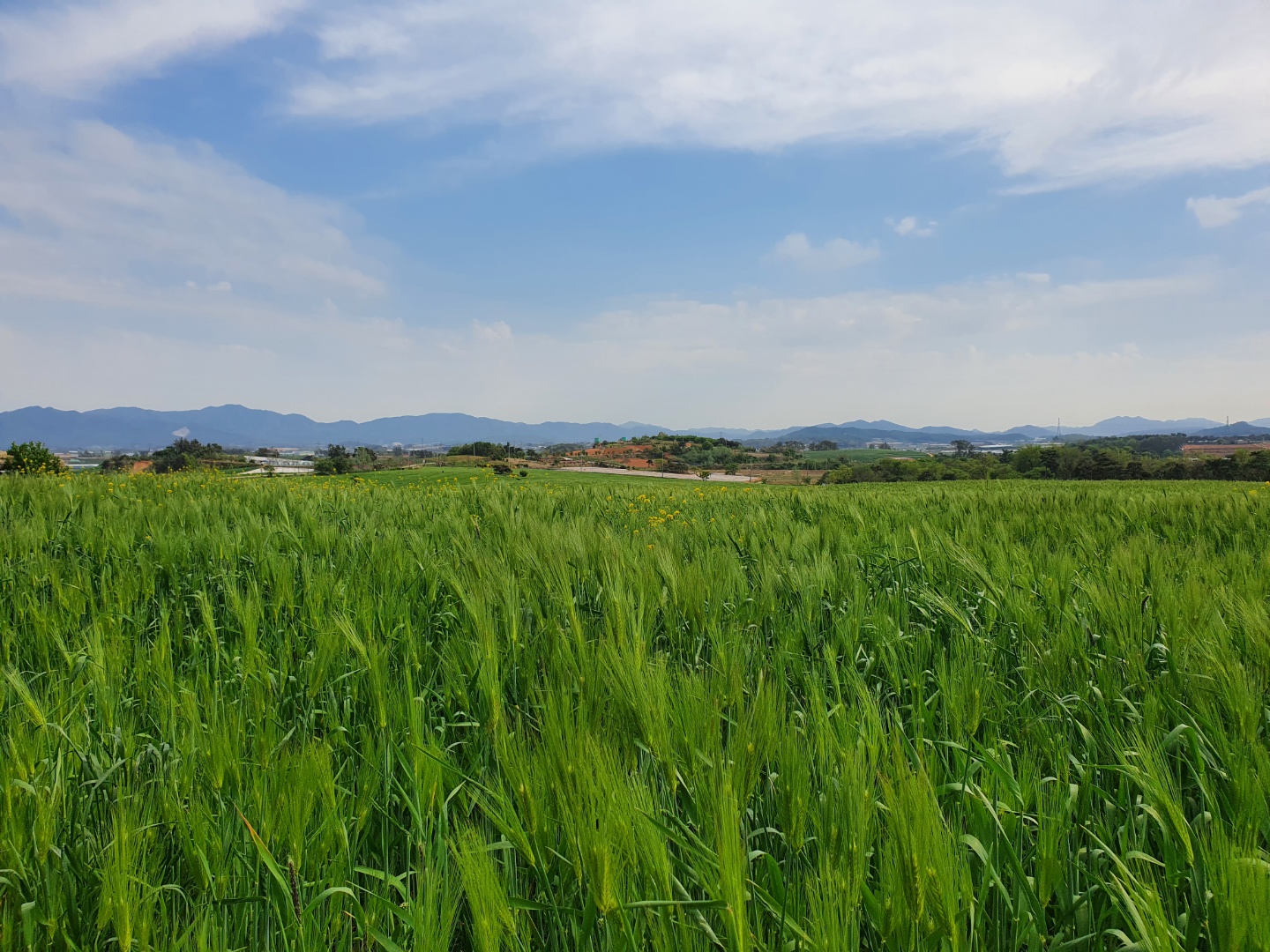 고창 청보리밭축제
