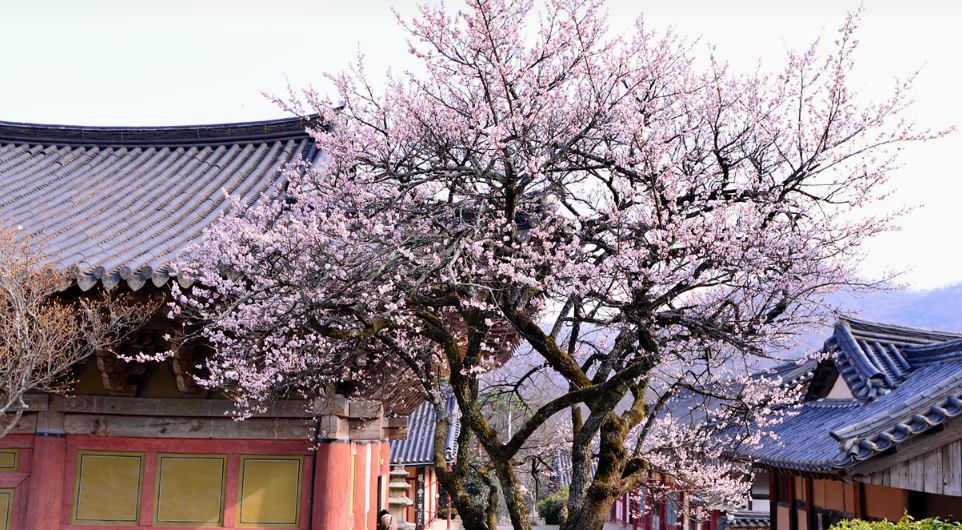 순천 선암사 선암매