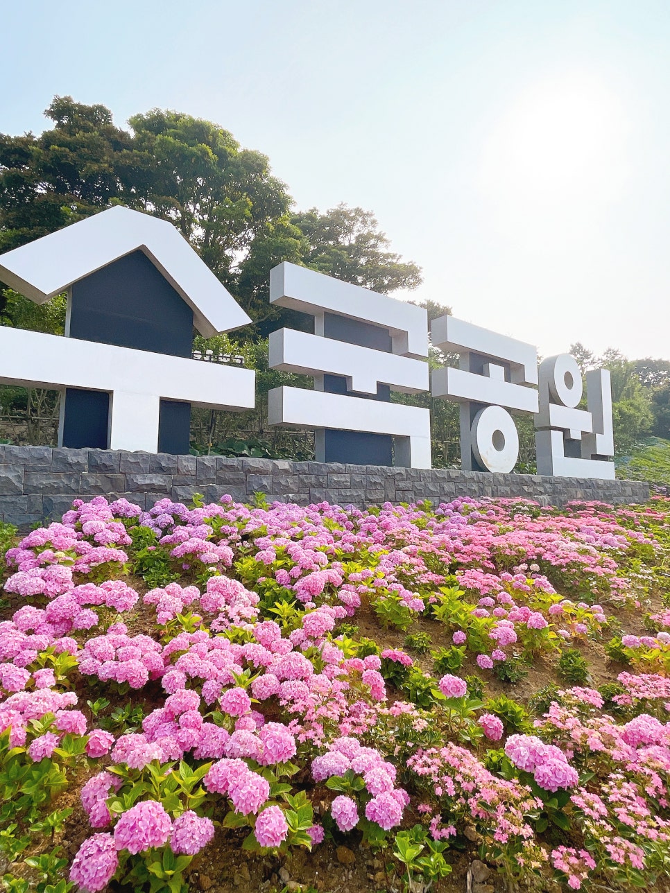 신안 도초도 수국축제