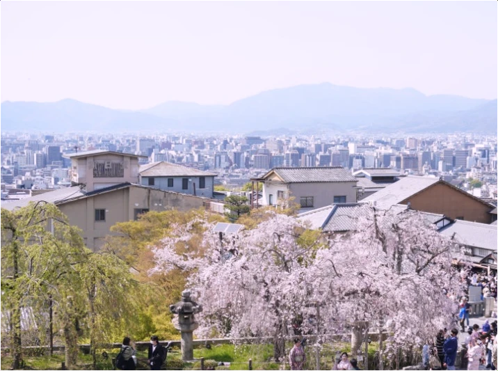 오사카-벚꽃-개화시기