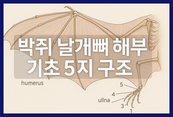 박쥐 날개뼈 5지 구조 초보 도해