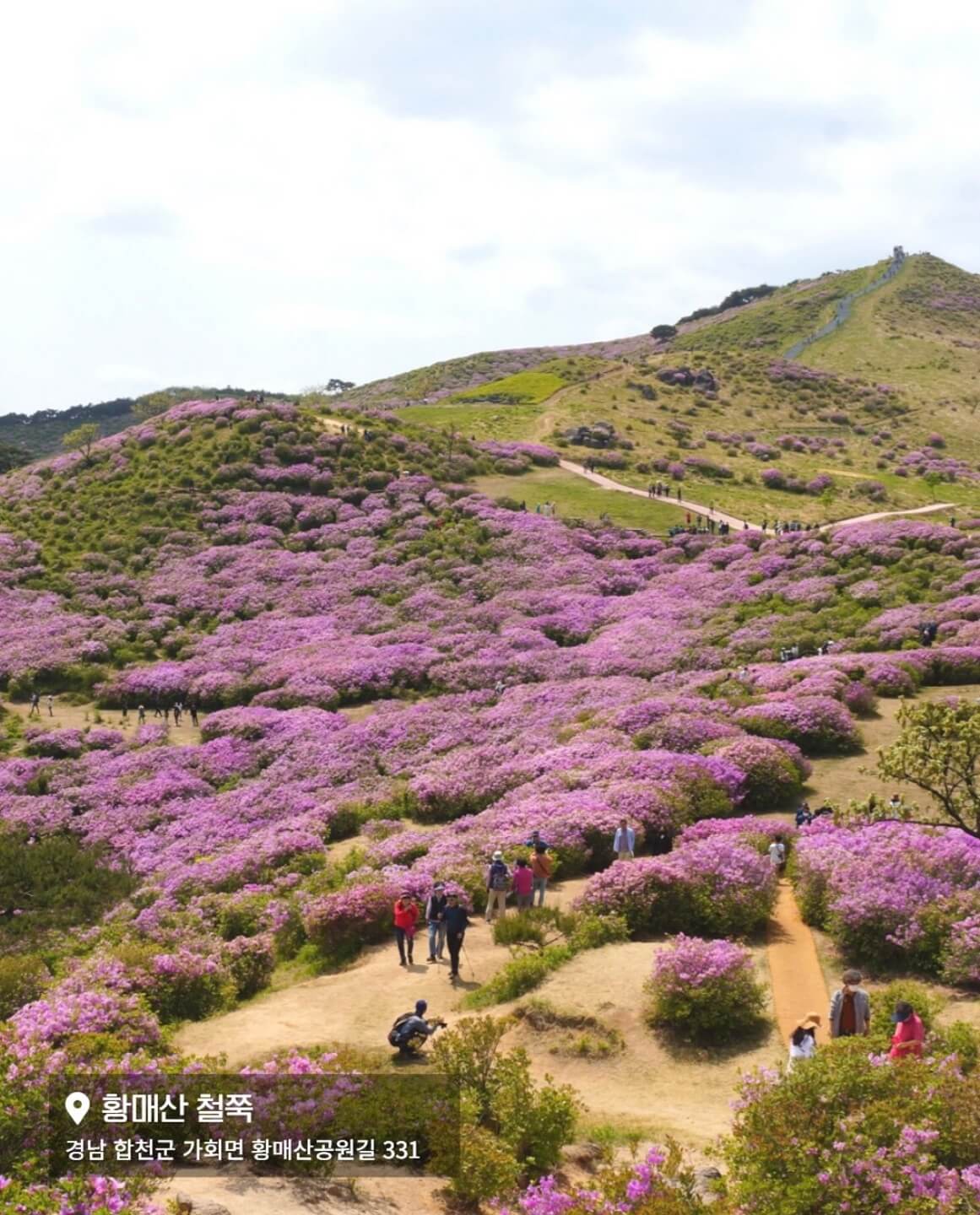 황매산 철쭉축제 기간