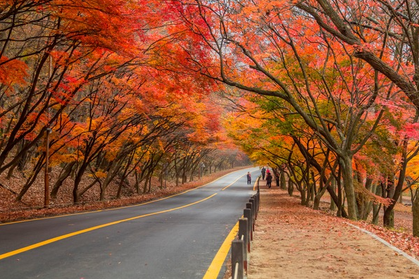 가을단풍드라이브