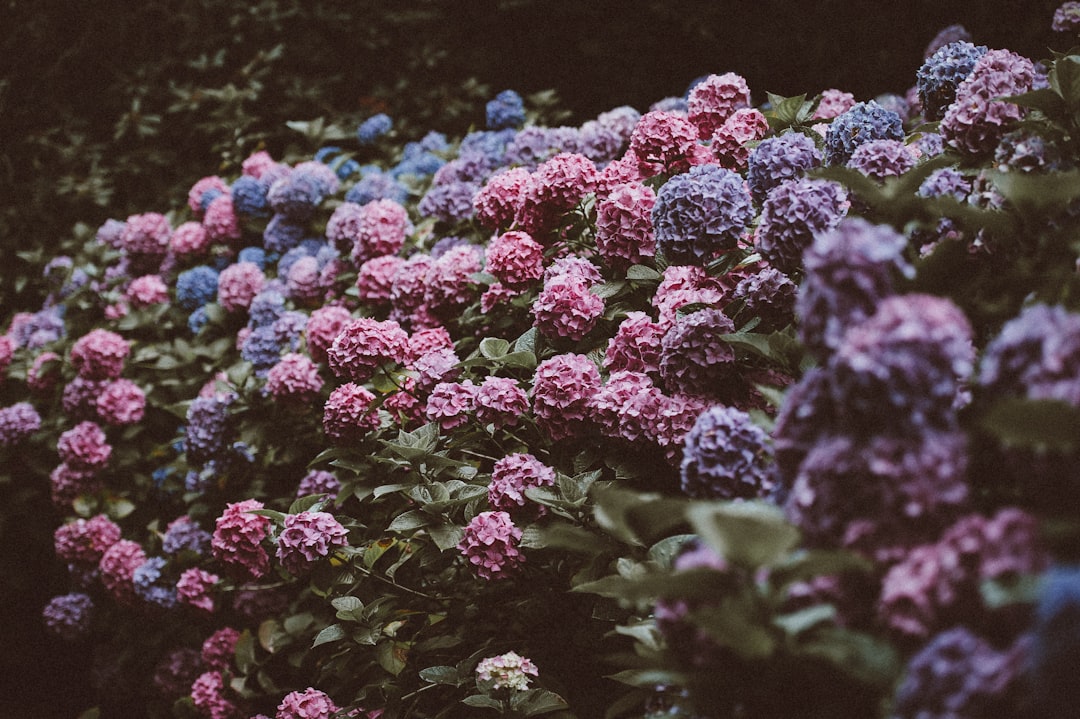 Hydrangea