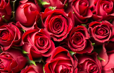 5월의 꽃, 곡성 장미꽃 축제