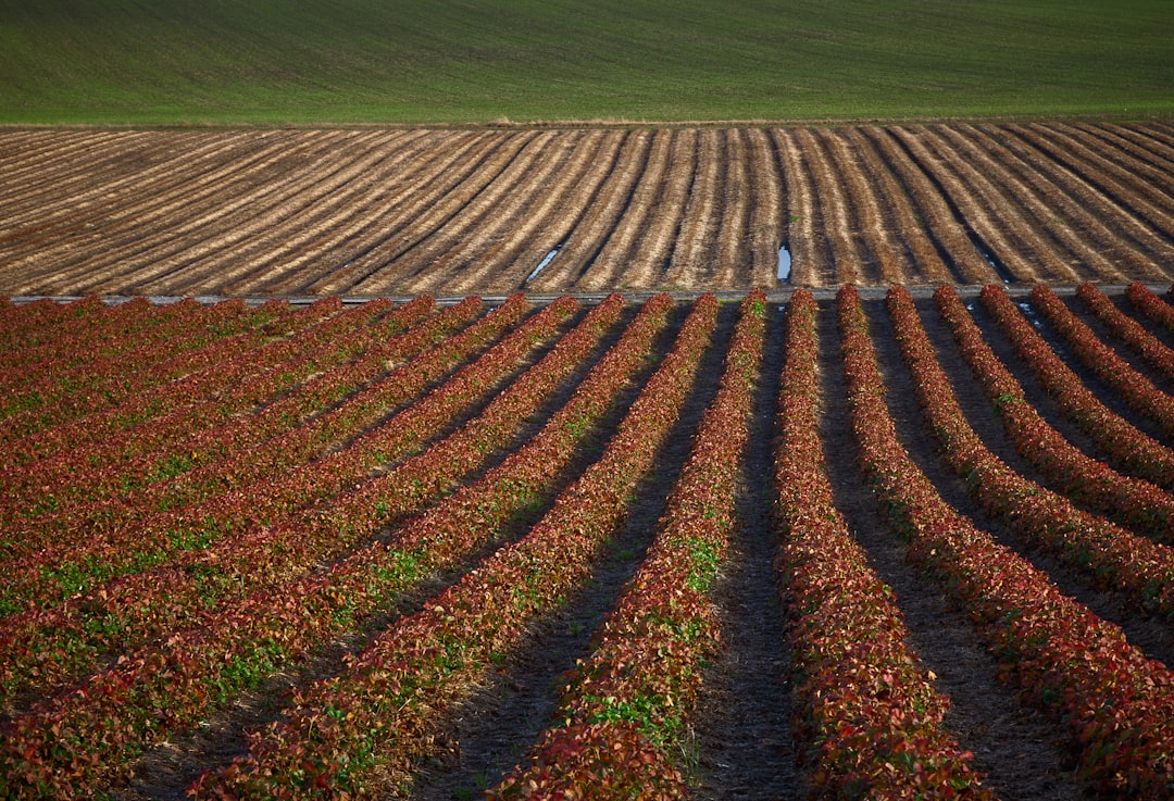 Agricultural Land