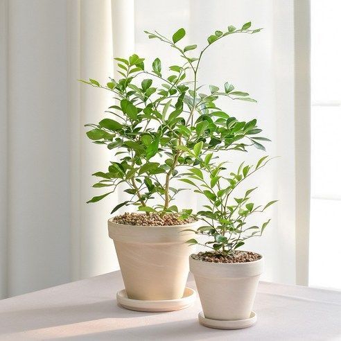 오렌지 자스민 나무