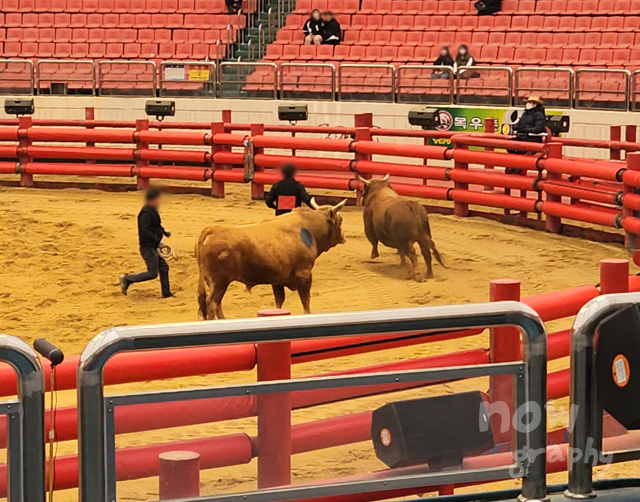 청도-소싸움경기장