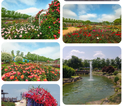 곡성장미공원 (출처-방문후기)