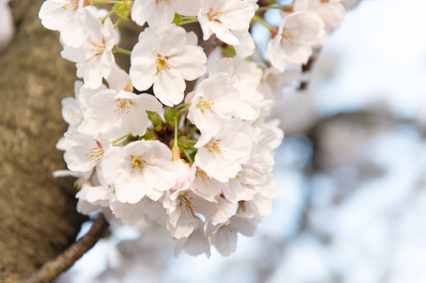 벚꽃 클로즈업 사진