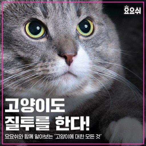 고양이 질투