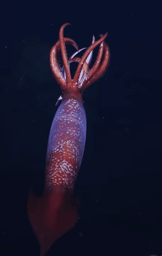 남극 심해 오징어