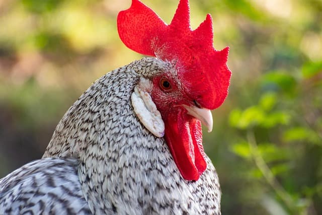 수탉이 새벽마다 우는 이유, 진짜는 따로 있다