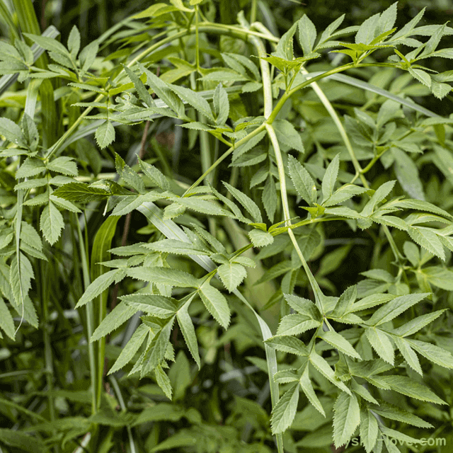 구릿대 백지 구릿대뿌리 특징