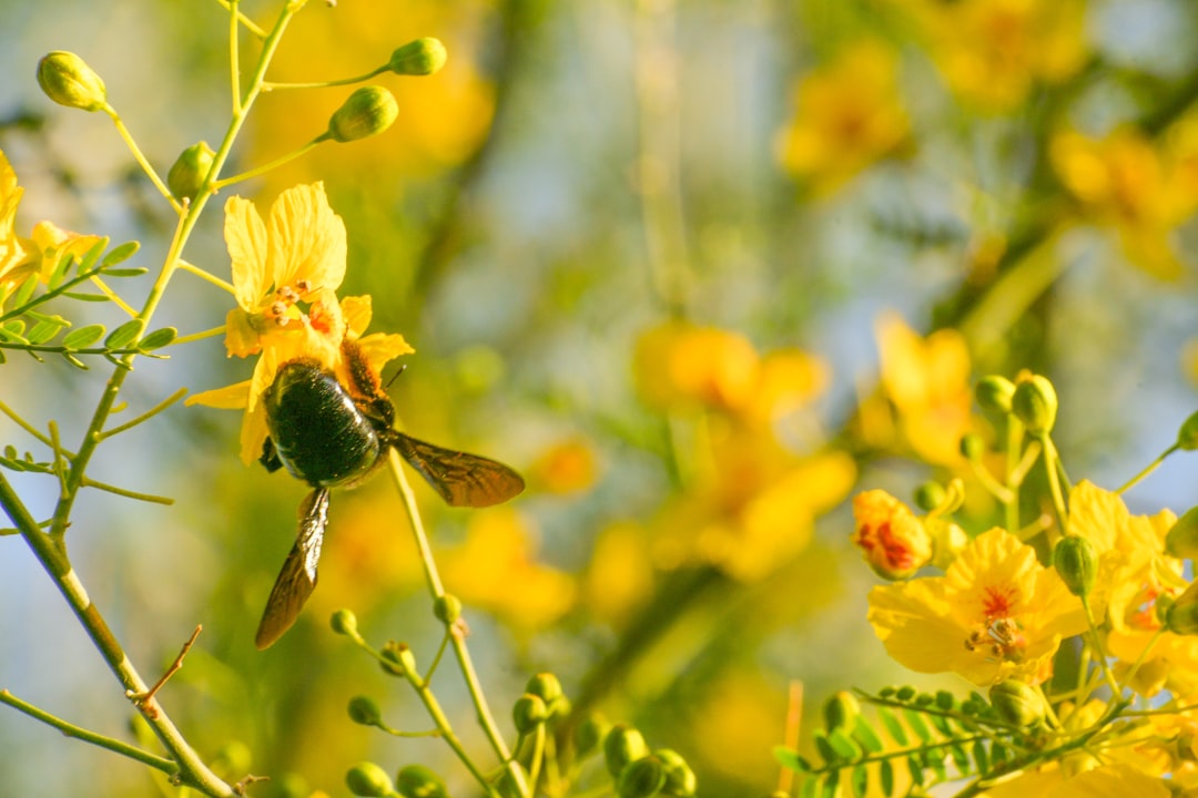 Pollen