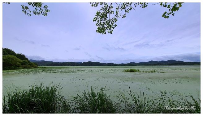 우포늪 생태 여행지에 관한 그림