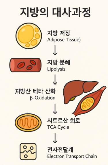 지방의 대사과정 분석(체지방연소, 운동효과, 다이어트) 사진