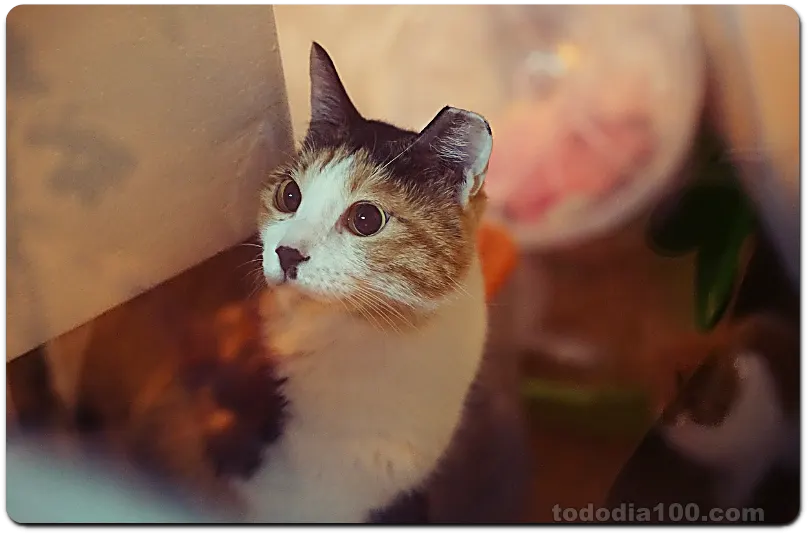 고양이