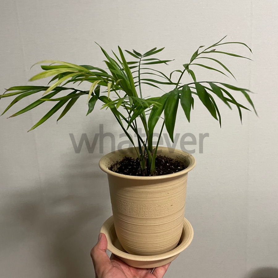 테이블야자 사진