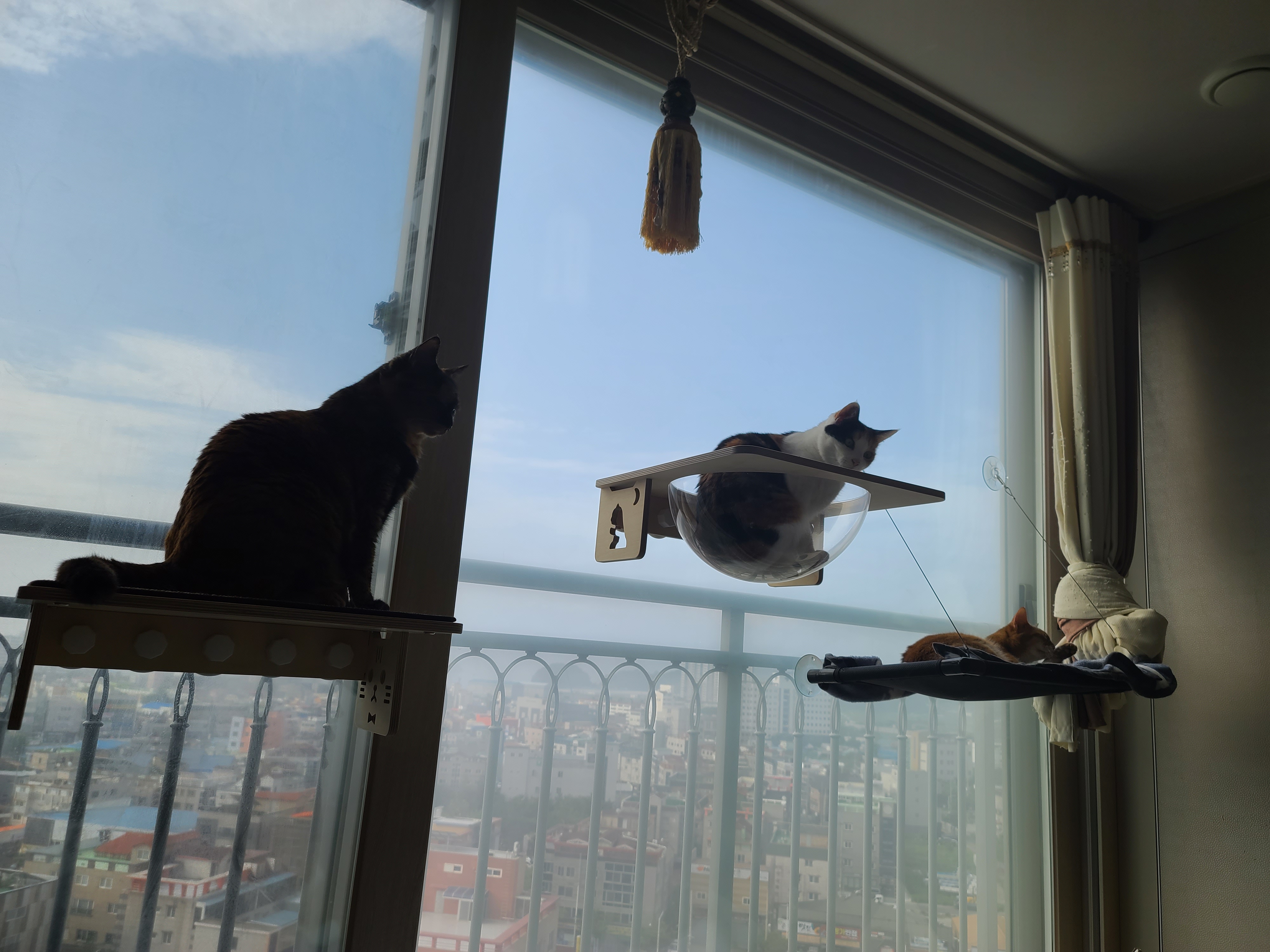 투명 해먹에 올라가고 싶지만 아직은 용기가 없는 고양이들.