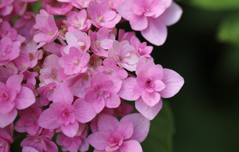 기초연금 부부수령액