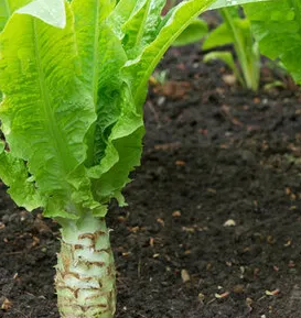 궁채 효능 부작용 나물 고르는법 칼로리