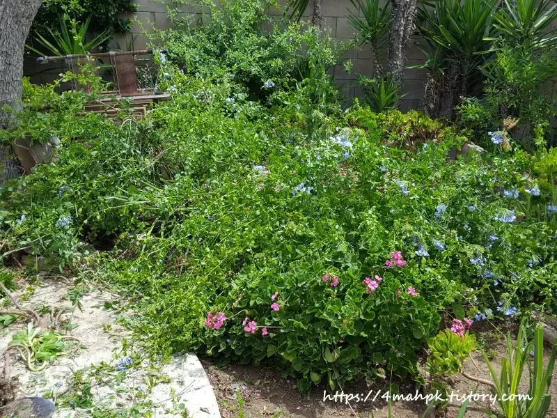 분홍 제라늄뒤에 숨어본들-같이 사라질 걸