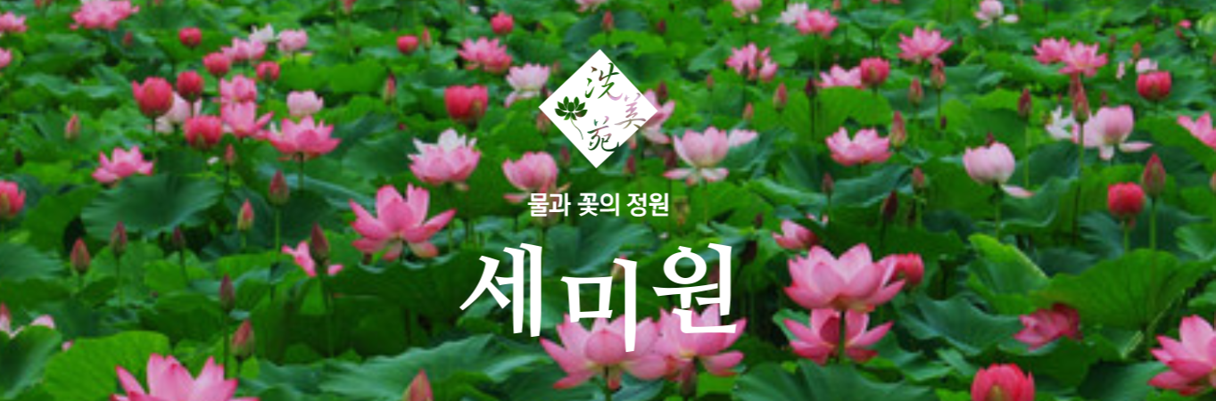 2024 전국 연꽃 축제 일정